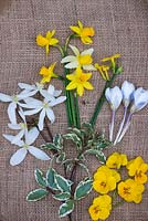 Laid out on hessian, Pittosporum tenuifolium 'Variegatum' foliage, Clematis armandii, winter flowering Jasminum nudiflorum, Narcissi 'Tete-a-Tete' and 'Jack Snipe', Viola x wittrockiana and Crocus x chrysantha 'Aubade'. 