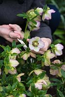Helleborus x hybridus 'Ashwood Garden Hybrids' - Woman cutting flowers with scissors. Posie step by step in March