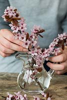 Woman making a spring posy in March.  Pink cherry blossom is placed first.