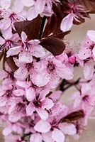 Late winter cut flowers. Cherry blossom from Prunus cerasifera Nigra, black cherry plum, bears pretty pink blossom in early spring