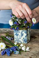 Blue and white posie step by step in April: White  Bellis daisies are added next to the lungwort, rosemary and white heather in an old tea tin.