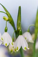 Leucojum eestivum, snowflake, a white bulb flowering in early spring.