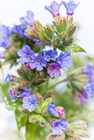 Pulmonaria Blue Ensign, a blue and violet flowered lungwort that flowers from march until may.