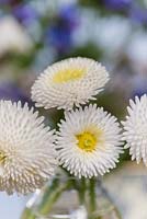 Bellis perennis - double flowered -  a daisy which repeat flowers.
