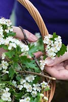 All white posie step by step in May: Taking a cutting from a hawthorn branch.