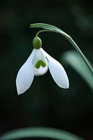 Galanthus 'Mighty Atom': February, late Winter.