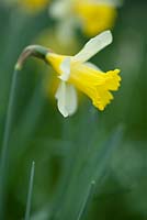 Narcissus 'Topolino': March, early Spring.