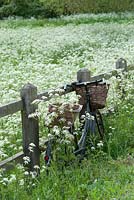Vintage bicycle propped up against wooden railings next to a meadow of cow parsley - Anthriscus sylvestris: May, late Spring.
