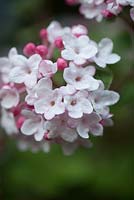 Viburnum carlesii 'Diana'. March, early Spring.
