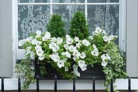 Window box with miniature box trees, white petunias and variegated ivy. June, early Summer.