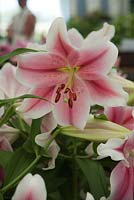 Lillium 'Pink Brilliant': Floral Marquee. Hampton Court Flower Show, June 2015.