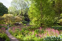 View of the Primula covered Glade toward the Stepping Stones. Himalayan Garden, Harewood House,Yorkshire, UK. Early Summer, June 2015.