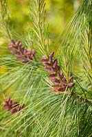 Pinus wallichiana - Bhutan Pine. Himalayan Garden, Harewood House,Yorkshire, UK. Early Summer, June 2015.