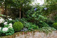 Walpole Gardens: London. July Hydrangea arborescens 'Annabelle', Buxus sempervivens, Heuchera 'Rave On', Erigeron karvinskiansus, Clematis Perle-d'Azur, Clematis 'Black Prince'
