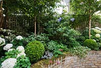 Walpole Gardens: London. July. Hydrangea arborescens 'Annabelle', Buxus sempervivens, Betula utilis 'Jacquemontii', Heuchera 'Rave On', Erigeron karvinskiansus, Clematis Perle-d'Azur, Clematis 'Black Prince'