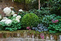 Mixed summer bed. Hydrangea arborescens 'Annabelle', Buxus sempervivens, Heuchera 'Rave On'