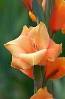 Gladiolus 'Flevo Sunset'