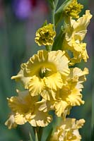 Gladiolus 'Jayvee'