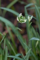 Galanthus nivalis 'Blewbury Tart'