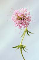 Phuopsis stylosa, June, Suffolk