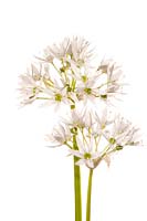 Allium ursinum - Ramsons Wild garlic