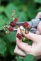 Hips and berries posie step by step in November. Picking blackberries from the hedgerows.