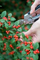 Hips and berries posie step by step in November. Cutting a berried stem from a cotoneaster tree.