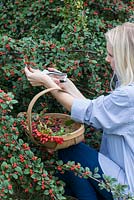 Hips and berries posie step by step in November. Cutting berried stems from a cotoneaster tree.
