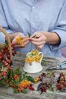 Hips and berries posie step by step in November. Preparing berried stems of cotoneaster to place around the edge of the jug.