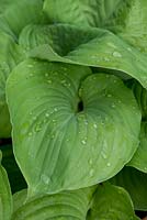 Hosta 'August Moon', plantain lily, a perennial with green, textured, heart-shaped leaves that appear in late spring.