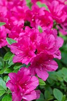 Rhododendron 'Canzonetta' - Evergreen azalea, bearing masses of flowers in spring. 