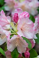 Rhododendron yakushimanum 'Mist Maiden' - Evergreen azaleas, bearing masses of pink flowers in spring. 