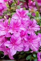 Rhododendron 'Beethoven'. Evergreen azaleas, bearing masses of pink flowers in spring. 