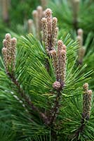 Pinus thunbergii. Dwarf Japanese black pine, an evergreen miniature pine