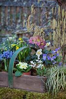 Spring assemblage with Snowdrops, Narcissus 'Tete a Tete', Salix, Heleborus, Anemone blanda in wooden trug