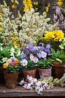 Spring assemblage with Violas, Narcissus, Salix, Primrose, Anemone blanda