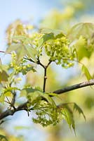Acer cappadocicum sinicum - Golden Cappadocian maple