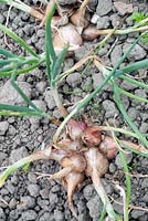 Allium cepa var. aggregatum - shallots
