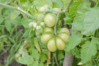 Tomato 'Reise' - Tomato showing signs of tearing skins due to variations in temperature during the season.