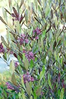 Dodonaea viscosa 'Purpurea' - Purple-leaved hop-bush.