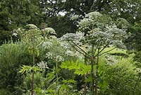 Cicuta virosa - Cowbane, genus of Umbelliferous plants - Burrow Farm Gardens, Axminster, Dorset. July