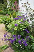 Hostas, Common Valerian, Golden Rod and Geranium in an attractive group against the house. Fordcombe open day for garden lovers.  Kent. June.