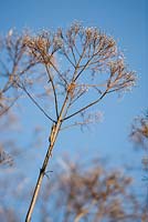 Eupatorium purpureum subsp. maculatum 'Atropurpureum' - joe pye weed against blue sky