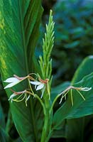 Hedychium spicatum cc3249, ginger lily