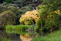Hoveton Hall: View across lake to bench under yellow rhododendron with reflection. Also including foliage of bulrush - Typha latifolia