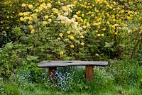 Bench in woodland glade with Rhododendron luteum - honeysuckle azalea behind and forget-me-not - Myosotis sylvatica , syn. M. alpestris underneath