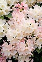 Rhododendron 'Percy Wiseman' AGM - one of the most popular yakushimanum hybrids