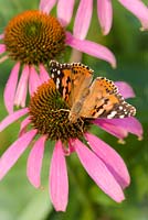 Painted lady butterfly, Cynthia cardui, on Echinacea purpurea, pink coneflower. 