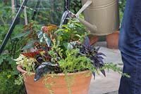 Watering tropical pot containing Helichrysum petiolare 'Gold', Heliotropium arborescens 'Butterfly Kisses', Begonia boliviensis 'Santa Cruz Sunset', Begonia 'Glowing Embers' and Ipomoea 'Bright Ideas Black' Bright Ideas series