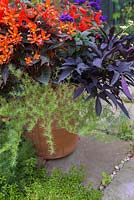 Tropical pot containing Helichrysum petiolare 'Gold', Heliotropium arborescens 'Butterfly Kisses', Begonia boliviensis 'Santa Cruz Sunset', Begonia 'Glowing Embers' and Ipomoea 'Bright Ideas Black' Bright Ideas series
